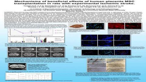 Mechanisms of beneficial effects of human placenta MSC transplantation in rats with experimental ischemic stroke
