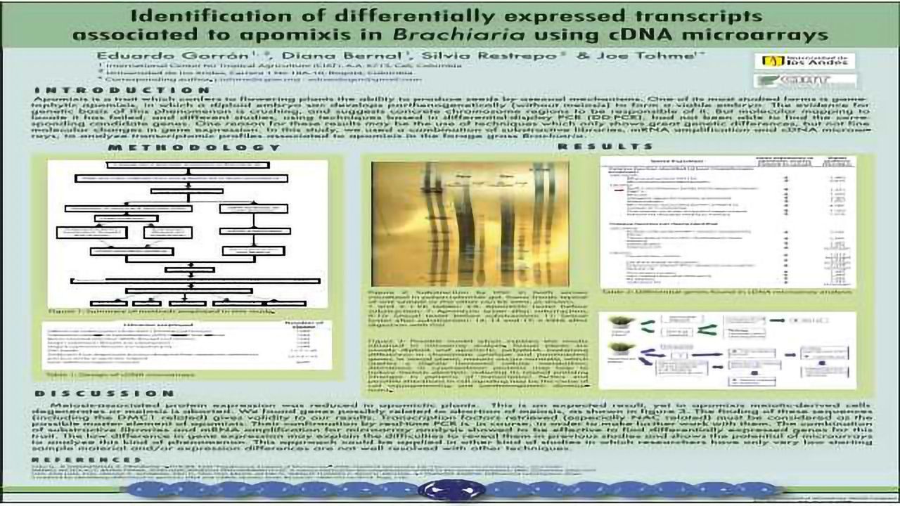 Identification of differentially expressed transcripts associated to apomixis in B r a c h ia r ia using cDNA microarrays