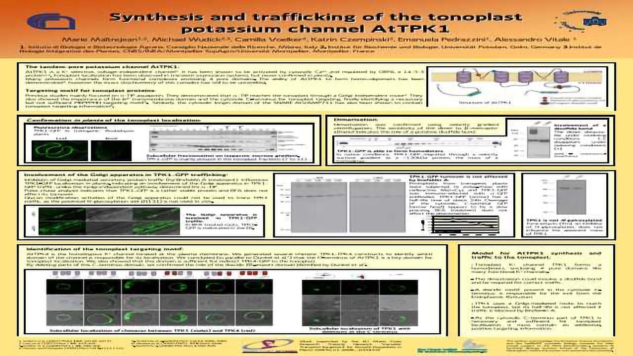 Synthesis and trafficking of the tonoplast potassium channel AtTPK1