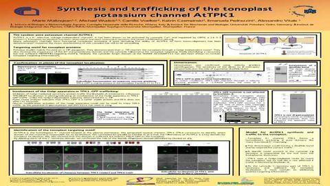 Synthesis and trafficking of the tonoplast potassium channel AtTPK1
