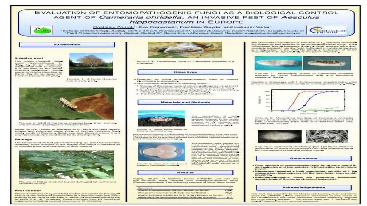 Evaluation of entomopathogenic fungi as a biological control agent of Cameraria ohridella, an invasive pest of Aesculus hippocastanum in Europe.