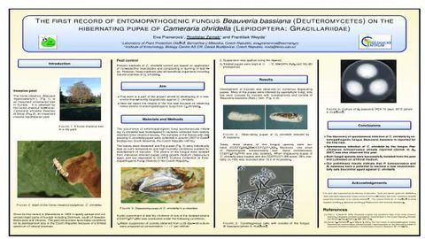 The first record of Beauveria bassiana (Deuteromycetes) on the hibernating pupae of Cameraria ohridella (Lepidoptera: Gracillariidae)