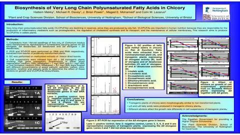 Biosynthesis of Very Long Chain Polyunsaturated Fatty Acids in Chicory