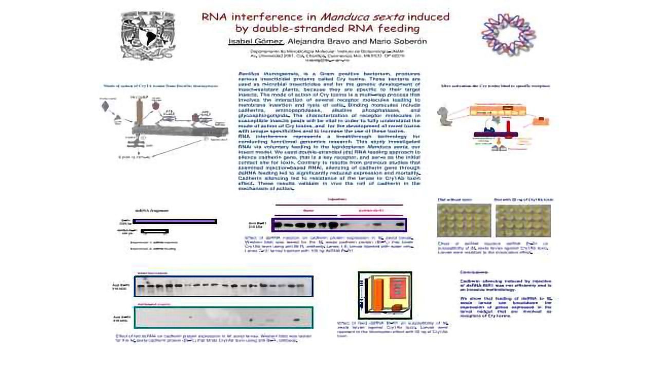RNA interference in Manduca sexta induced by double-stranded RNA feeding