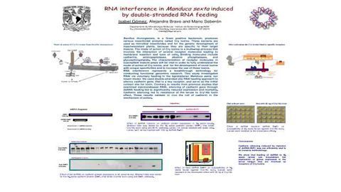 RNA interference in Manduca sexta induced by double-stranded RNA feeding