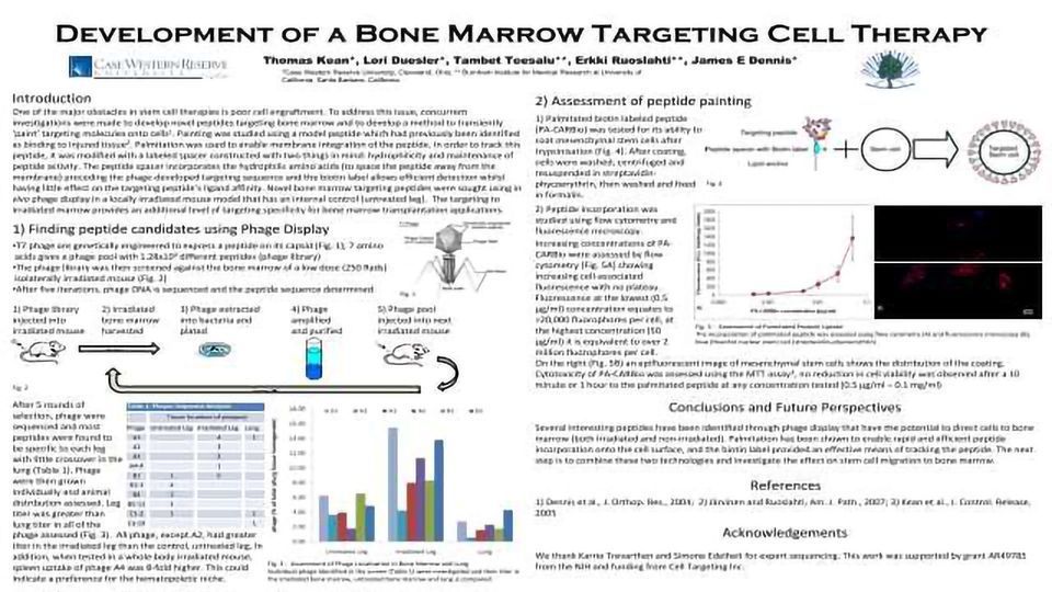 Development of a Bone Marrow Targeting Cell Therapy content piece image