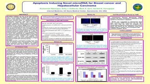 Apoptosis Inducing Novel microRNA for Breast cancer and Hepatocellular Carcinoma