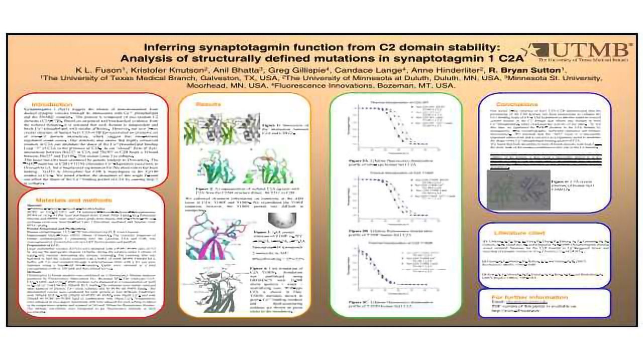 Inferring synaptotagmin function from C2 domain stability: Analysis of structurally defined mutations in synaptotagmin 1 C2A