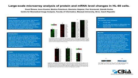 Large-scale Microarray Analysis of Protein and mRNA Level Changes in HL-60 Cells