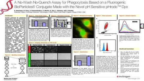 A No-Wash No-Quench Assay for Phagocytosis Based on a Fluorogenic BioParticles Conjugate Made with the Novel pH Sensitive pHrodo Dye
