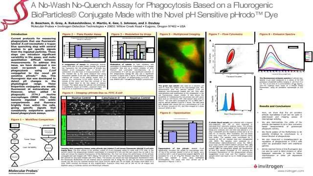 一个No-Wash No-Quench化验的吞噬作用基于Fluorogenic BioParticles共轭由小说pHrodo pH敏感染料内容块的形象