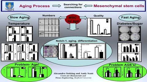 Mesenchymal Stem Cells: Coming of Age?