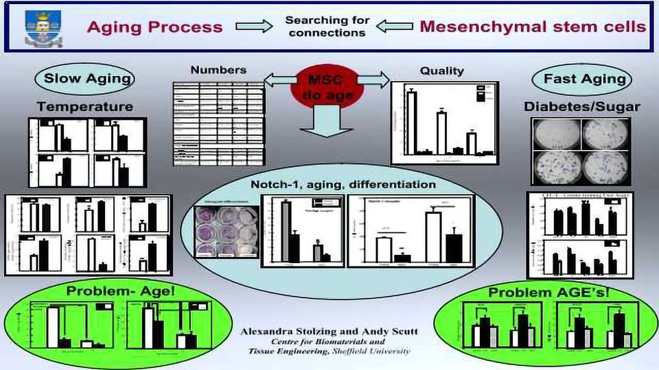 Mesenchymal Stem Cells: Coming of Age?  content piece image