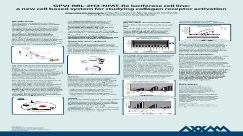 GPVI-RBL-2H3-NFAT-RE Luciferase细胞系：一种用于研究胶原受体激活的新细胞系统