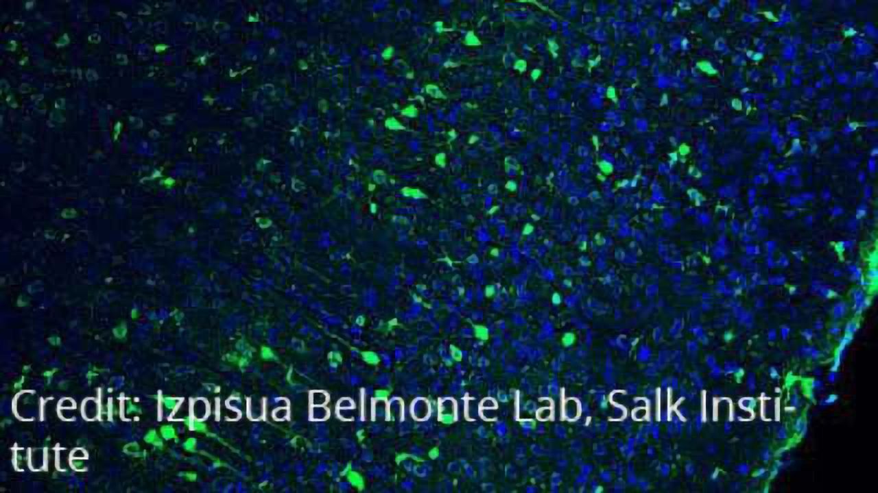 Gene-Editing Improves Vision in Blind Rats