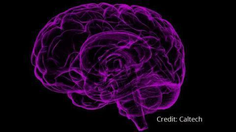 Major Neuroscience Initiative Launched