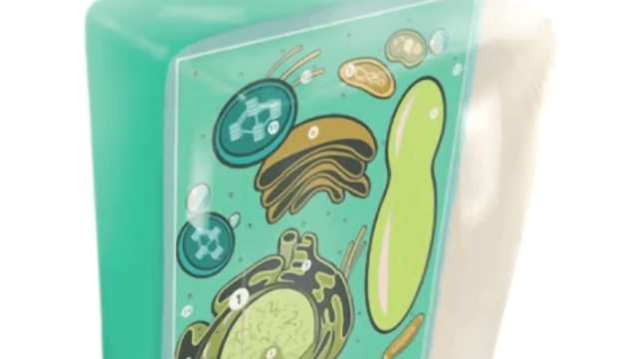 Nerdy Plant Cell meets Cool Animal Cell