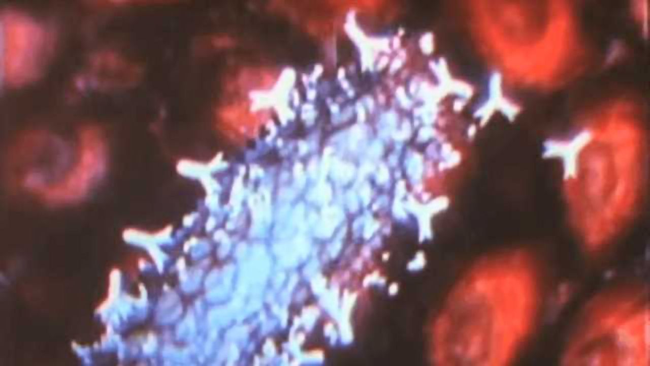 Cell Wars (an 80's educational science film rip-off of Star Wars)