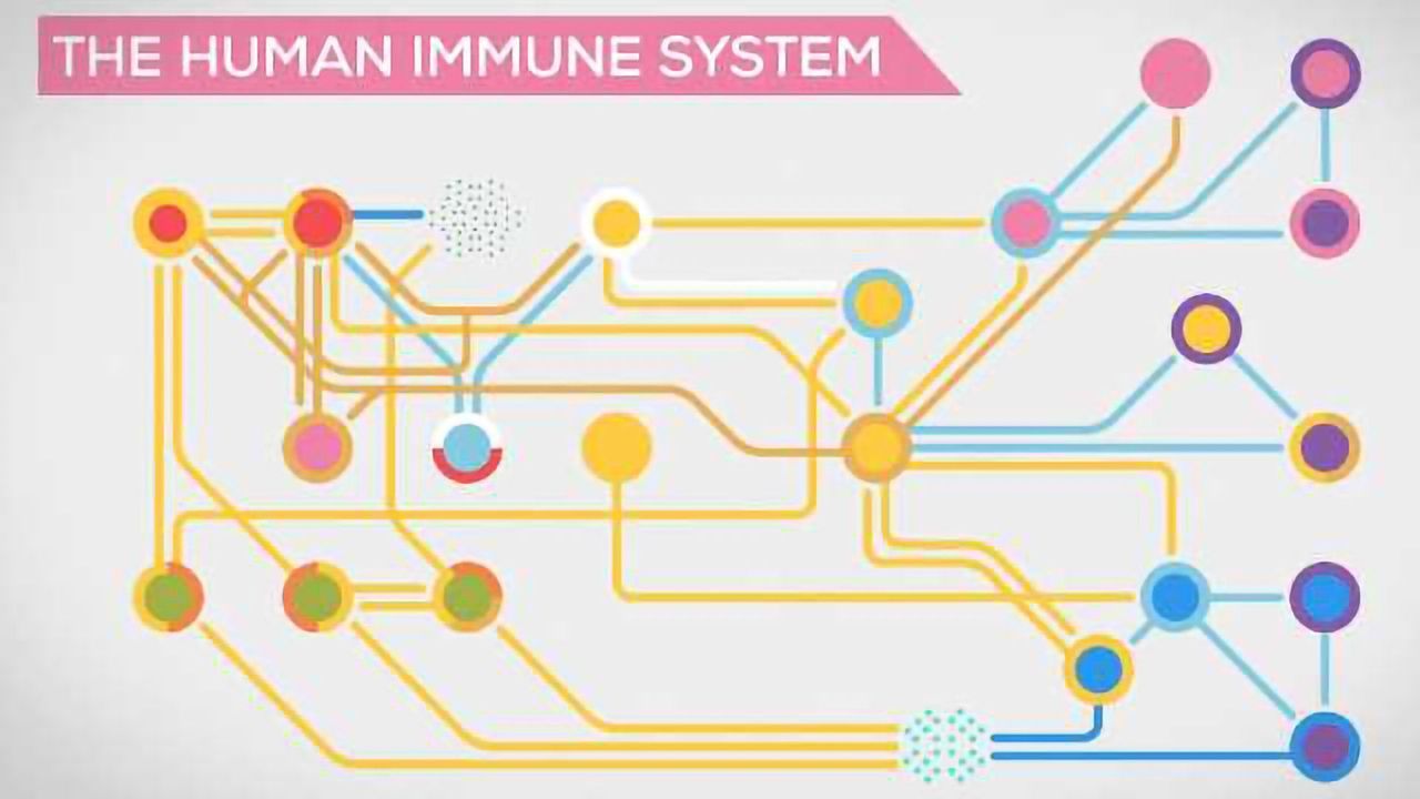 The Immune System Explained I – Bacteria Infection