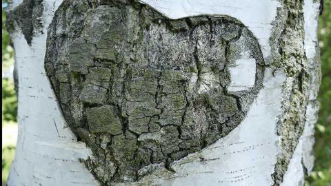 Stem Cells to Treat Congenital Heart Disease
