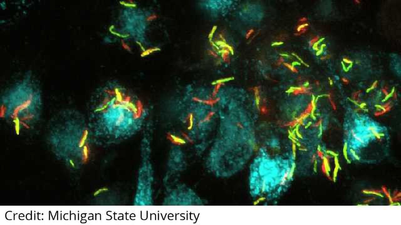 Ancient Chinese Malaria Remedy Fights TB