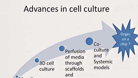 Can Organ-on-a-Chip Technology Really Replace Animal Testing of Drug and Chemical Safety