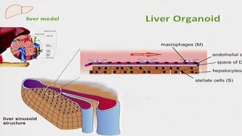 Modular Human Biochip-based Organoid Models in Biomedical Research