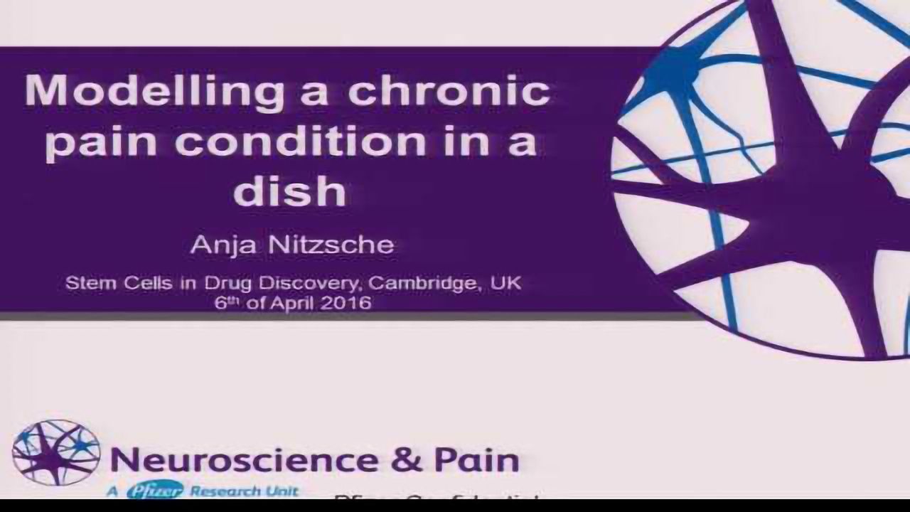 Modelling A Chronic Pain Condition In A Dish