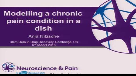 Modelling A Chronic Pain Condition In A Dish