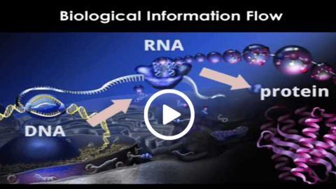 Imaging Gene Regulation in Living Cells at the Single Molecule Level