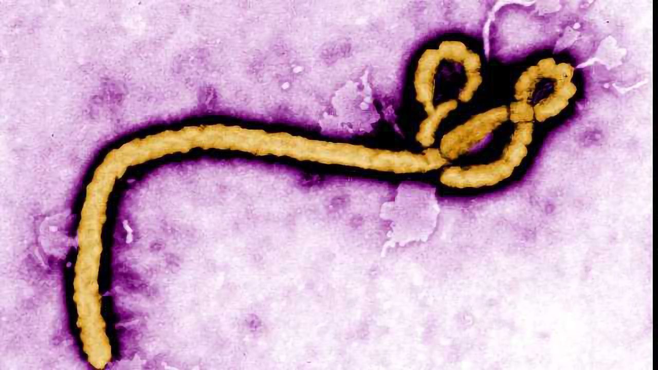 Ebola Vaccine 100% Successful in Clinical Trial