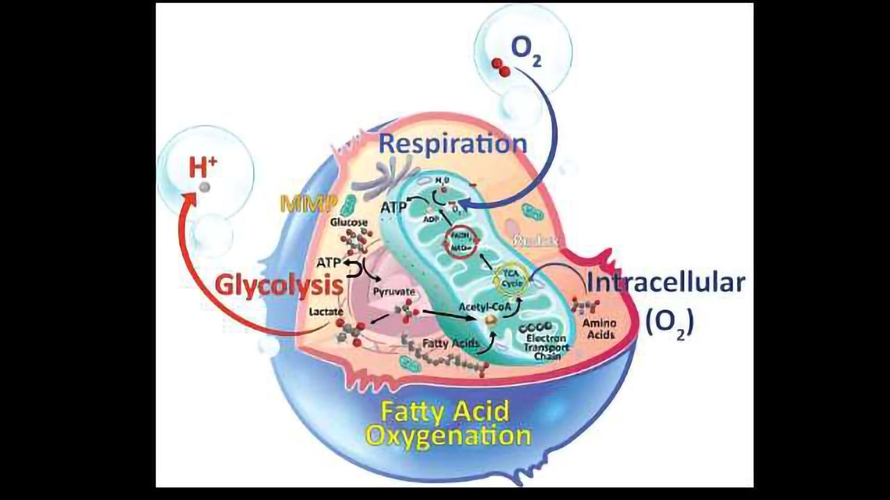 Research Products for Investigating Cellular Metabolism