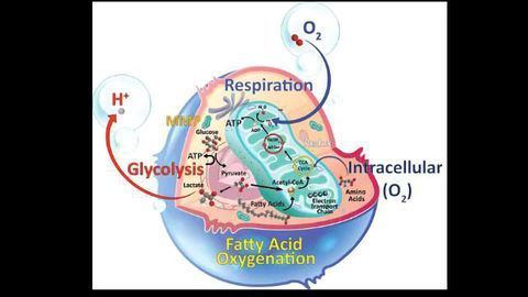 Research Products for Investigating Cellular Metabolism