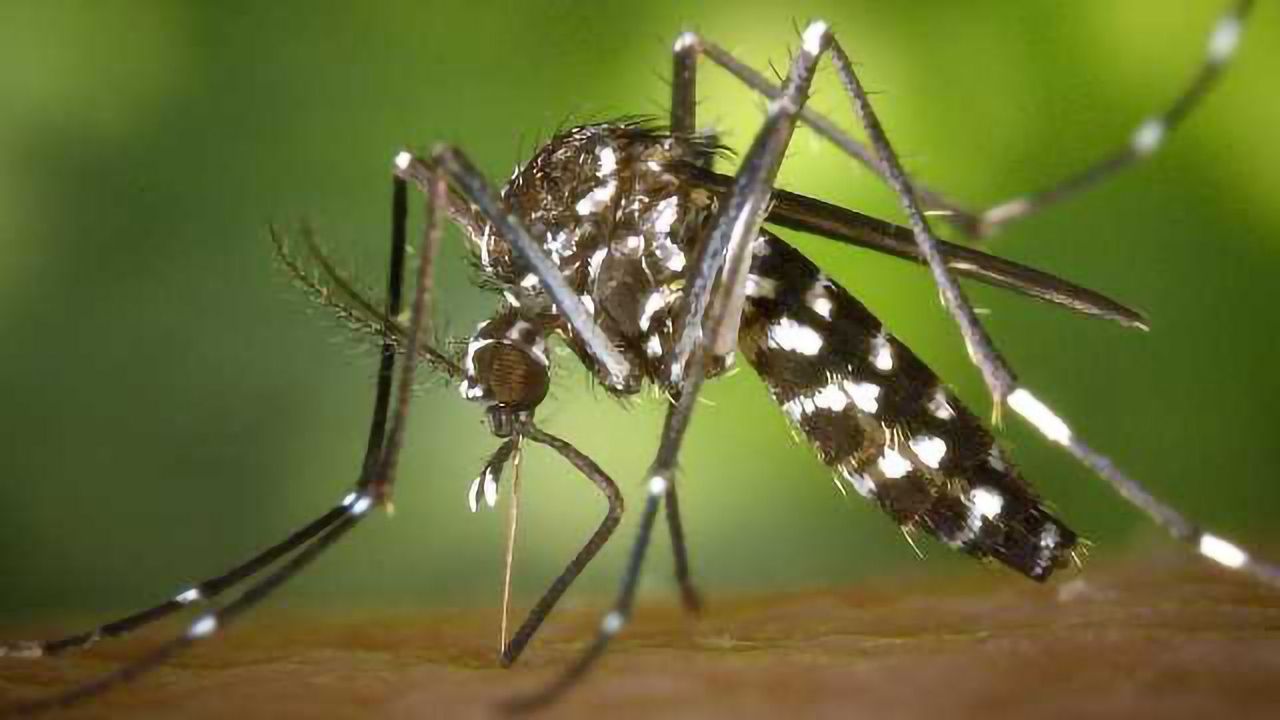 Modelling Zika's Effect On Brain Development -In A Dish