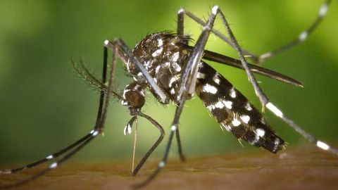 Modelling Zika's Effect On Brain Development -In A Dish