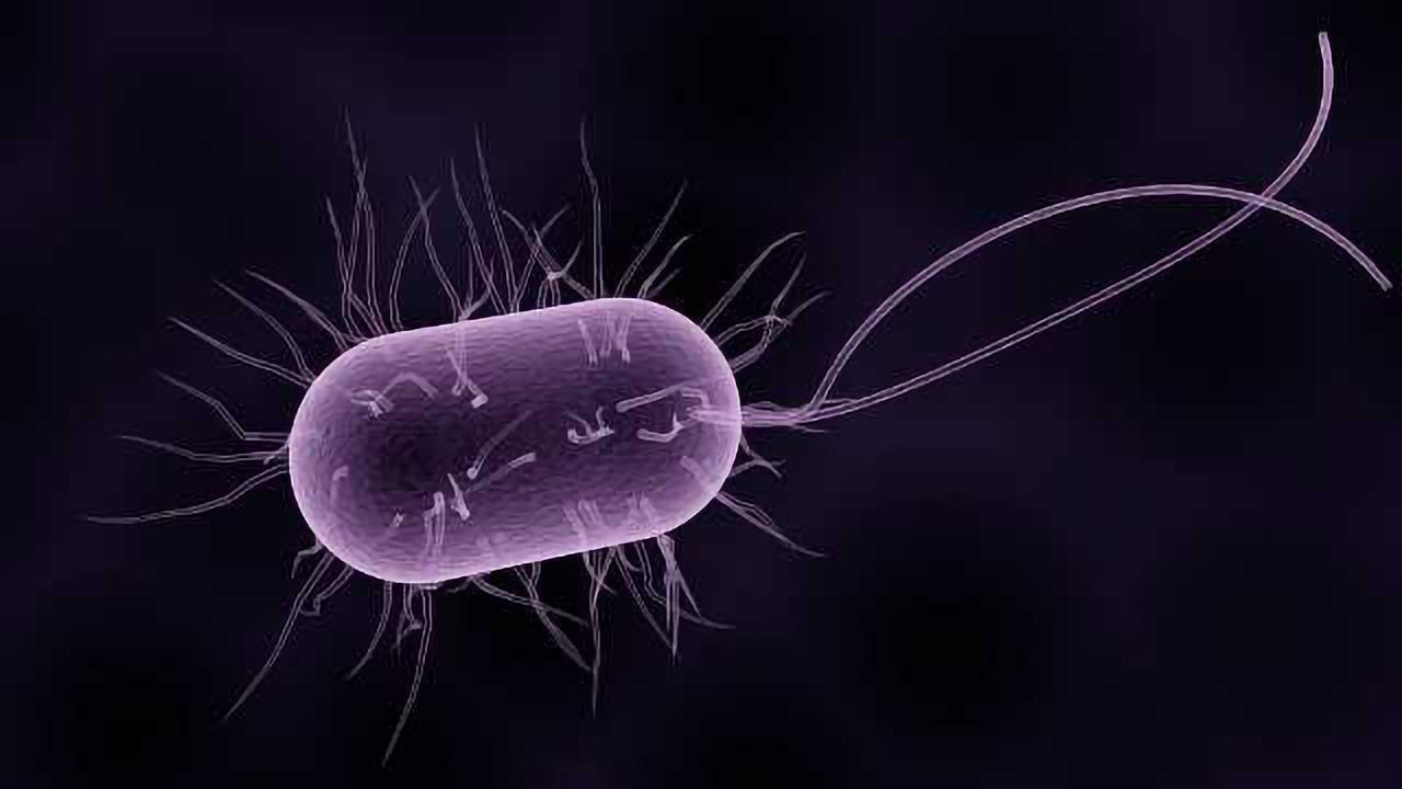 UK-Mexico Thermostable Diarrhoea Vaccine Scale-up