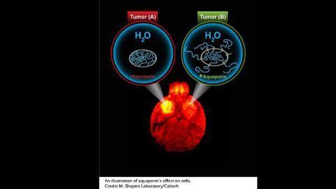 Non-invasive Gene Expression Monitoring