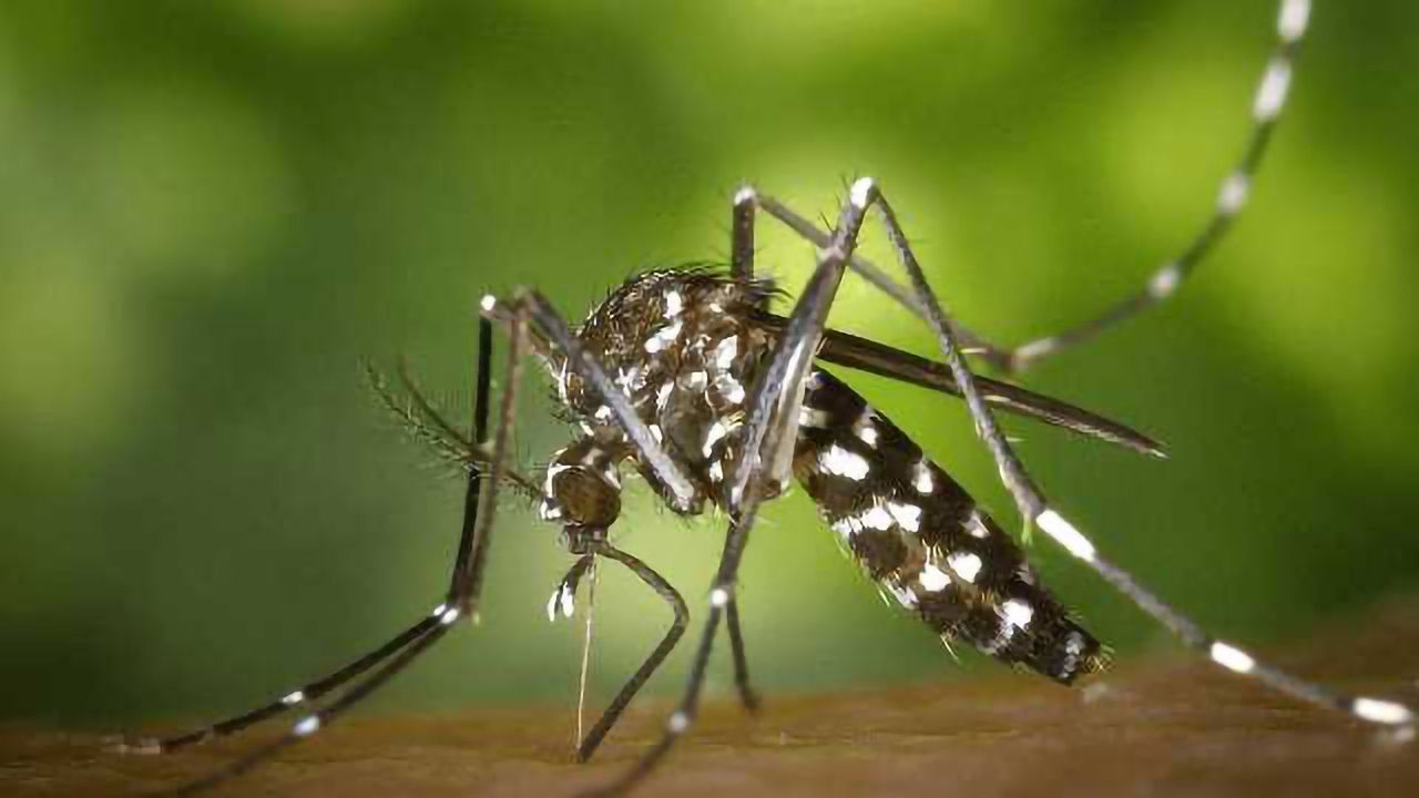 GMO Parasites Show Promise as Human Malaria Vaccine