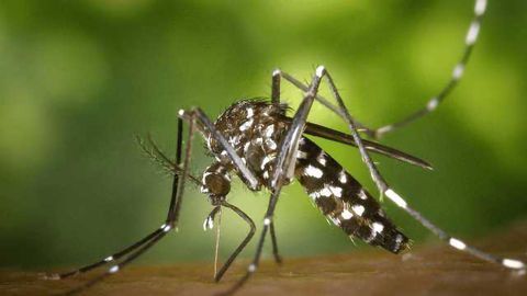 GMO Parasites Show Promise as Human Malaria Vaccine