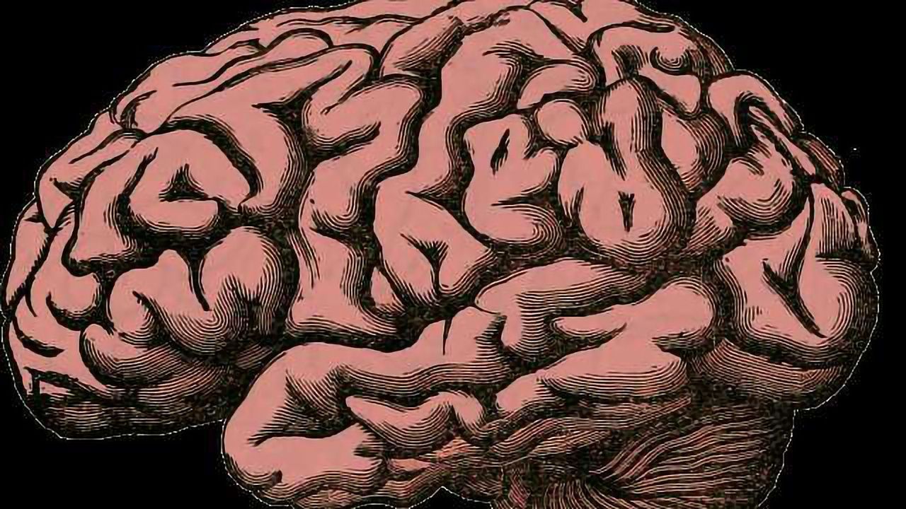 Facial Recognition Requires Brain Tissue Growth