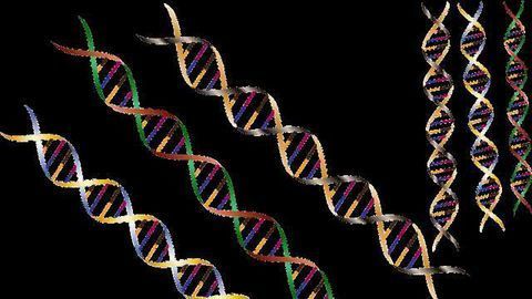 Key DNA Repair Enzymes Characterised