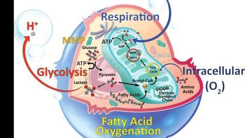 Extensive Product Range for Investigating Cellular Metabolism