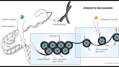Epigenetic Changes Promote Fatty Liver Disease