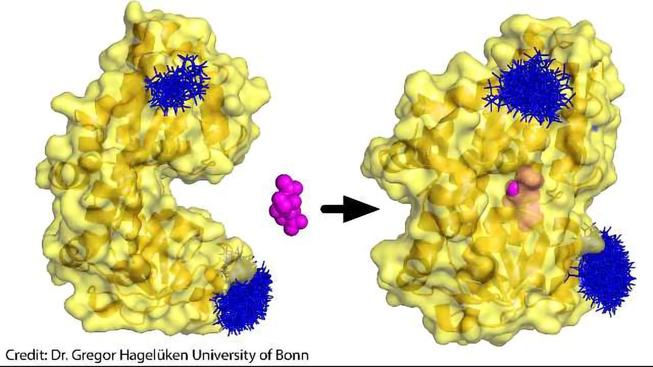 Bacterial Pac Man Molecule Snaps at Sugar