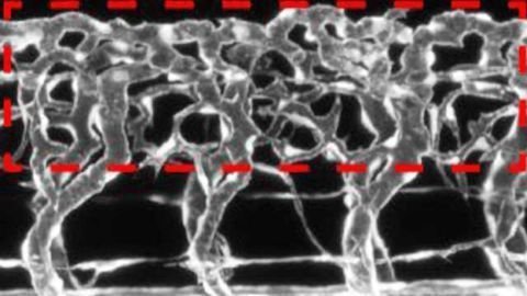Neurons Signal Spinal Cord Vascularisation
