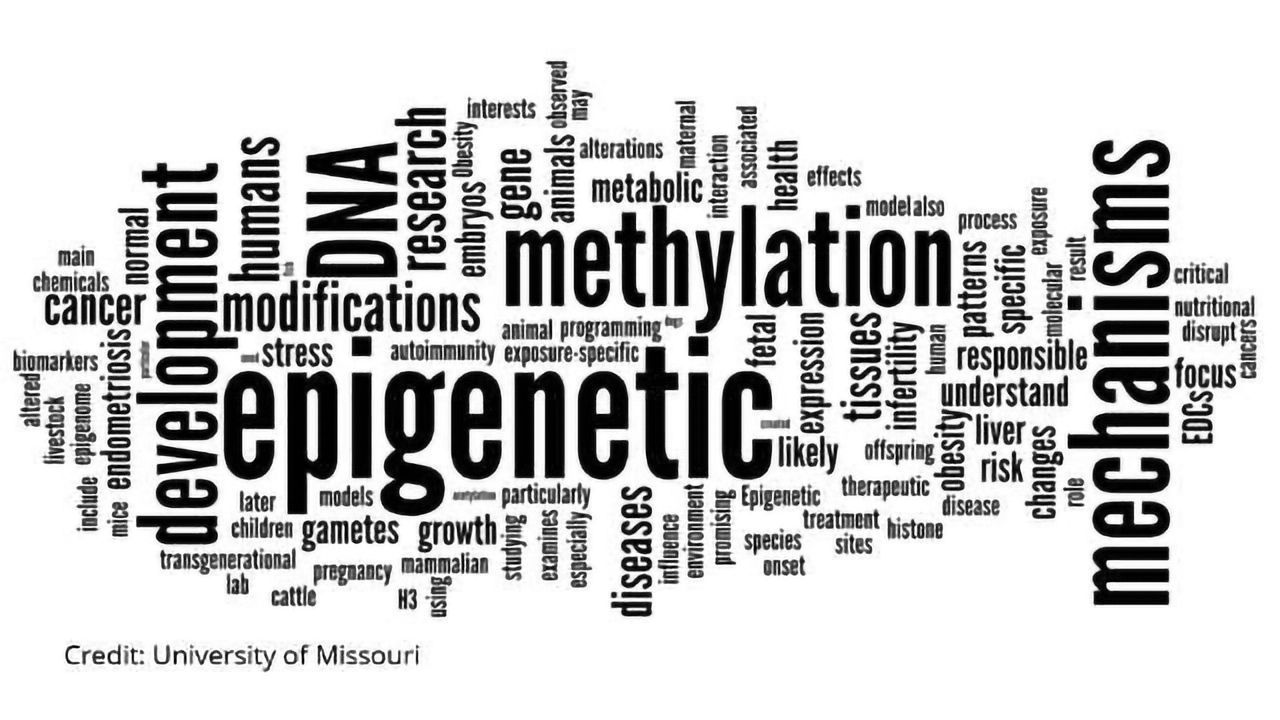 Epigenetic Markers Influenced by Culture, Environment
