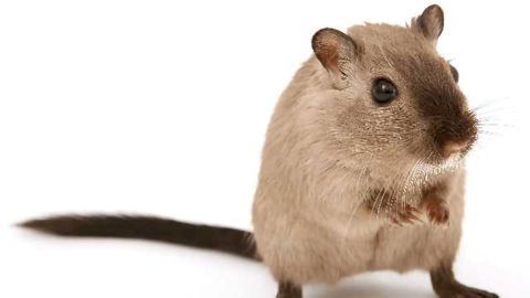 Researchers in Japan Have Discovered an Enzyme That Can Prevent Obesity in Mice