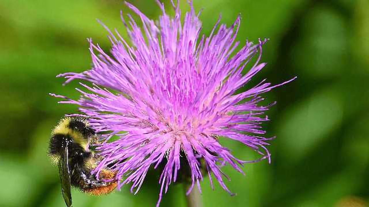 Rusty Patched Bumble Bee Is Listed as Endangered