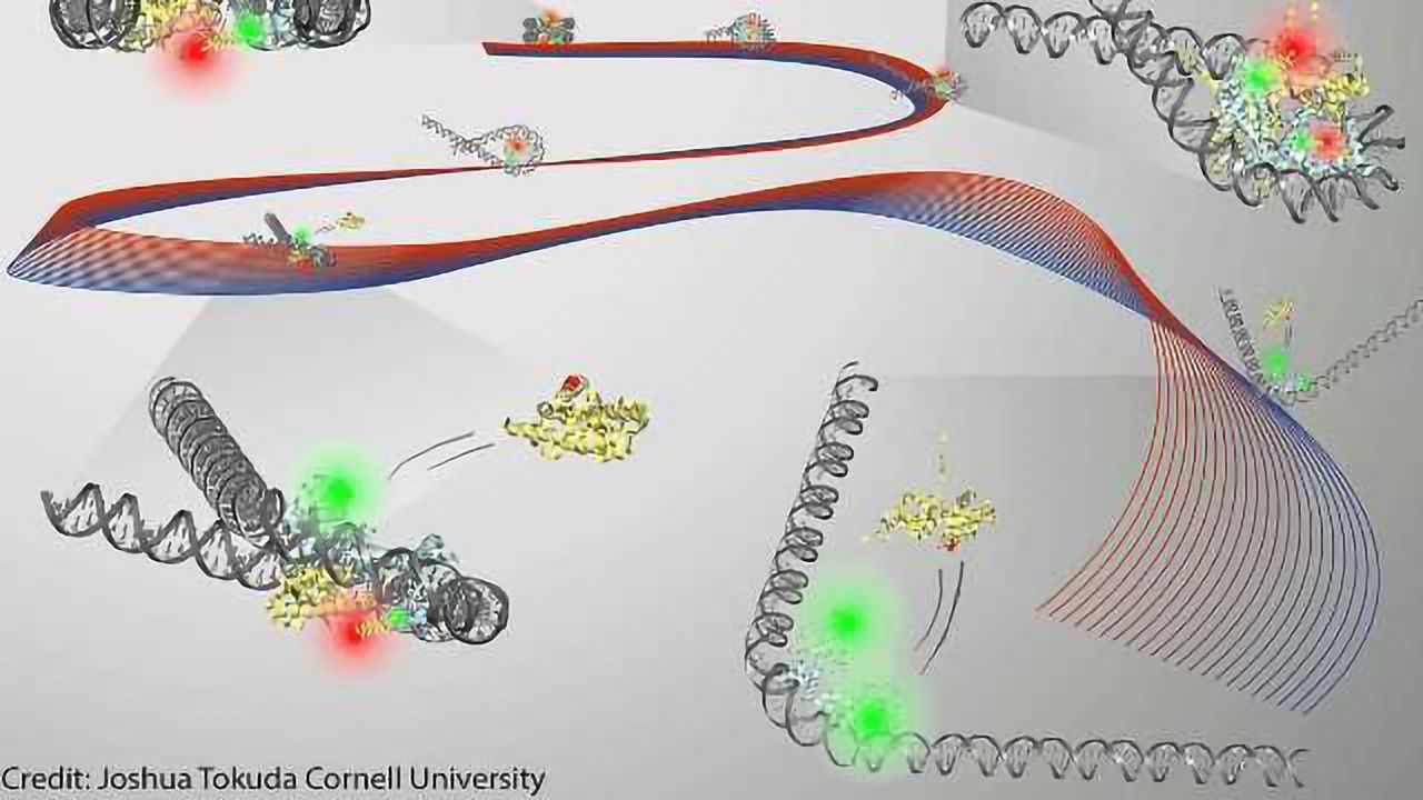 Researchers Found That the Release of Histone Proteins Is Guided by Unwrapping DNA