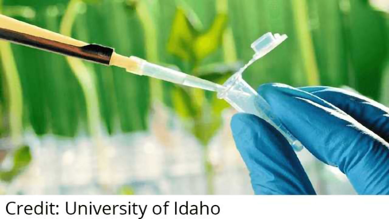 Monsanto, NRGene Announce Collaboration